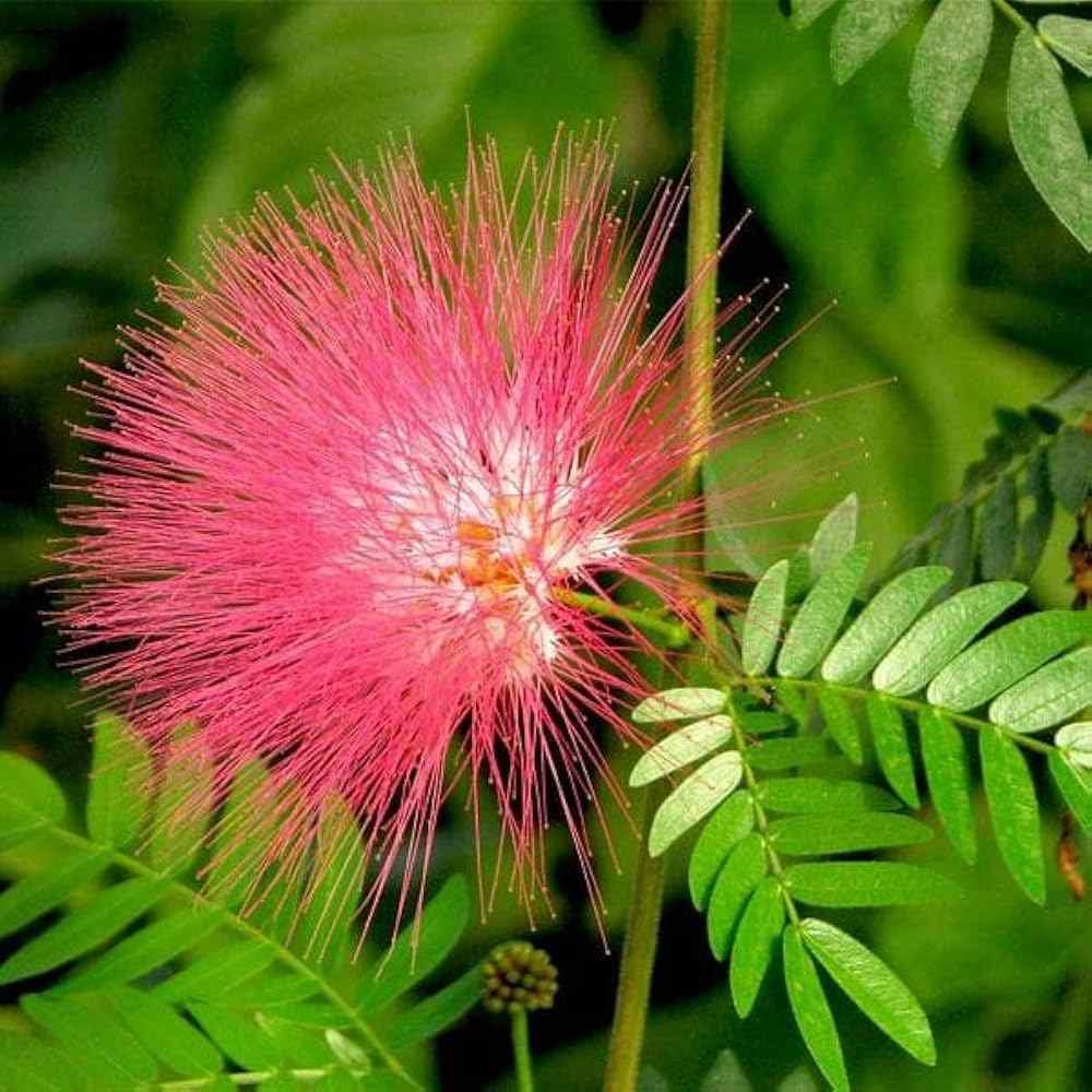 Rain Tree Plant